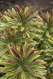 Euphorbia Ascot Rainbow 2lt